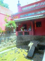 Οι χελώνες στην δεξαμενή του προαυλίου της Παγόδας.